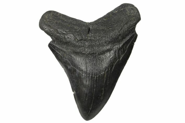 Fossil Megalodon Tooth - South Carolina #186671